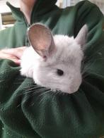 Chinchilla's wit mannetjes, Animaux & Accessoires, Rongeurs, Domestique, Chinchilla, Mâle