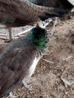 Mooie jonge pauwen 2025, Dieren en Toebehoren, Geslacht onbekend, Overige soorten