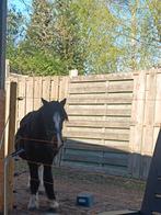 Welsh merrie te koop als gezelschap, Dieren en Toebehoren, Merrie