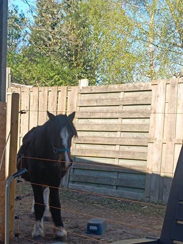 Welsh merrie te koop als gezelschap, Jument