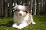 Prachtige Australische herder pups (aussie pups), België, CDV (hondenziekte), 8 tot 15 weken, Meerdere
