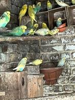 Parkieten, Meerdere dieren, Parkiet