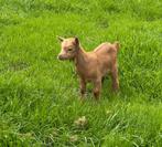 jonge dwerggeitjes 2025, Dieren en Toebehoren, Meerdere dieren, Geit, 0 tot 2 jaar