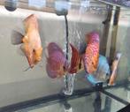 Discussen (6 stuks), Dieren en Toebehoren, Vissen | Aquariumvissen