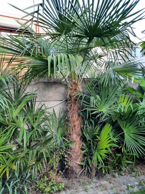 Wondermooie Trachycarpus Fortunei palmboom hoogte +/- 250 cm, Tuin en Terras, Planten | Bomen, Palmboom, In pot, Ophalen
