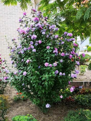 Hibiscus Syriacus Ardens  beschikbaar voor biedingen