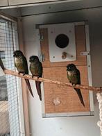 Pyrrhura, Mannelijk, Geringd