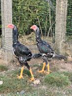 2 jonge shamo hanen