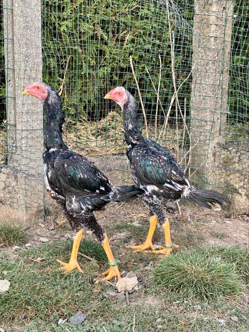 2 jonge shamo hanen, Dieren en Toebehoren, Pluimvee