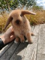 Minilop rammelaar te koop!, Dieren en Toebehoren