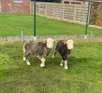Herdwick ooitje en bokje te kop, Dieren en Toebehoren, April, Meerdere dieren