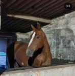Weidemaatje/gezelschapspaard adoptie ook mogelijk, Dieren en Toebehoren, Paarden, Merrie, Gechipt, Niet van toepassing, 160 tot 165 cm