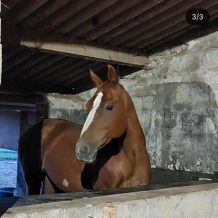 Weidemaatje/gezelschapspaard adoptie ook mogelijk, Dieren en Toebehoren, Paarden, Merrie, Niet van toepassing, 160 tot 165 cm