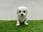 Nestjes Maltezer pups - kleine taille, België, Maltezer, CDV (hondenziekte), 8 tot 15 weken