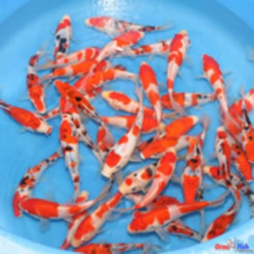 Japanse koi 1000 stuks, Dieren en Toebehoren, Vissen | Vijvervissen, Karper of Koi