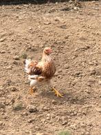2 jonge Wyandotte geel-wit kriel haantjes., Dieren en Toebehoren
