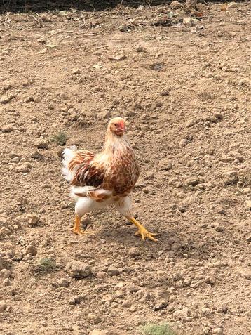 2 jonge Wyandotte geel-wit kriel haantjes. beschikbaar voor biedingen