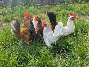 coqs Serama, Mâle, Poule ou poulet
