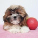 Shih Tzu - Belgische puppy's te koop, CDV (hondenziekte), Meerdere, 8 tot 15 weken, Meerdere dieren
