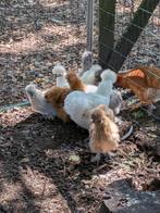 Zijdehoentjes, Dieren en Toebehoren, Pluimvee