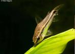 GEZOCHT: corydora pymaeus, Dieren en Toebehoren