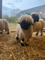 Walliser Schwartznase ram lam, Dieren en Toebehoren, Schapen, Geiten en Varkens, Mannelijk, Schaap, 0 tot 2 jaar