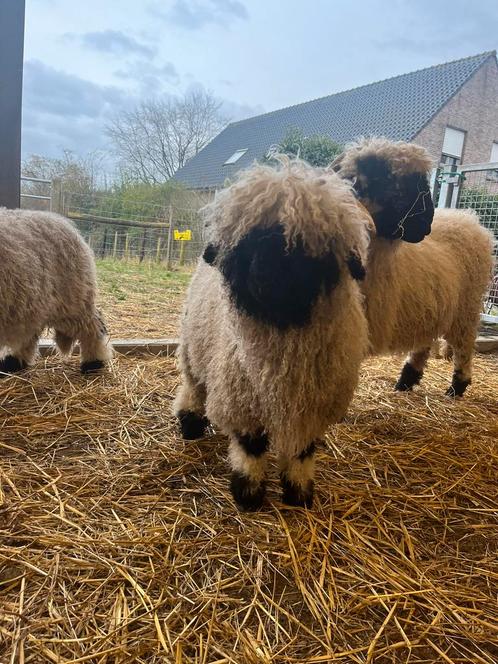 Walliser Schwartznase ram lam, Dieren en Toebehoren, Schapen, Geiten en Varkens, Schaap, Mannelijk, 0 tot 2 jaar