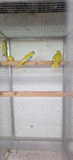 goudgele dilute opaline turquoisine 2025, Parkiet, Geringd