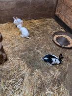 Vleeskonijnen te koop., Dieren en Toebehoren, Meerdere dieren, Middelgroot, 0 tot 2 jaar