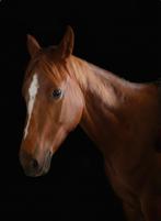 Knappe 9jarige lieve stevige merrie 162cm, Dieren en Toebehoren, Paarden, Merrie, Zadelmak