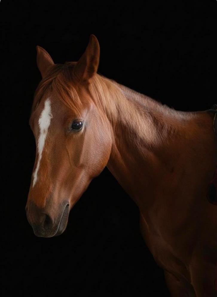 Knappe 9jarige lieve stevige merrie 162cm, Dieren en Toebehoren, Paarden, Merrie, Zadelmak