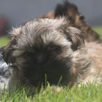 Shih-Tzu, Chien (mâle), Autres races, Belgique, 8 à 15 semaines