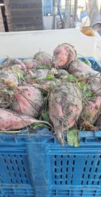 Handgerooide voederbieten