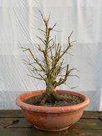 Bonsai buergeranium pre bonsai, Tuin en Terras, Ophalen, In pot