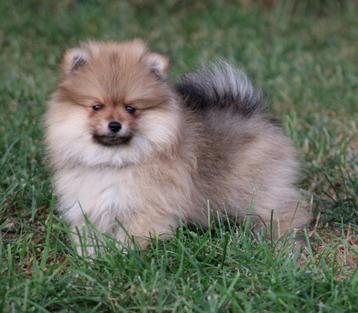 Pomeriaan/Dwergkees pups beschikbaar voor biedingen
