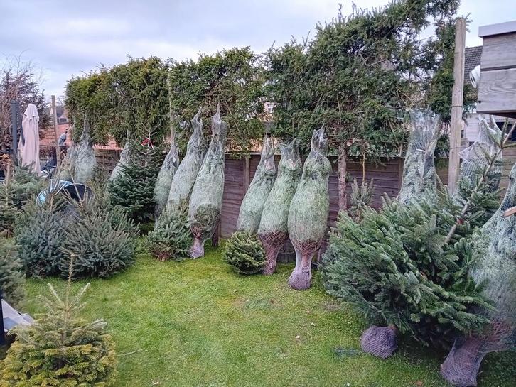 kerstbomen vanaf 5 euro en gratis levering, Jardin & Terrasse, Plantes | Arbres, Enlèvement