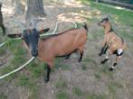 Stamboek dwerggeit (vrouwelijk), Dieren en Toebehoren, Schapen, Geiten en Varkens, Vrouwelijk, Geit, 3 tot 5 jaar