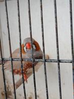 Zebravink in de kleur bruin, Mâle, Oiseau tropical, Bagué