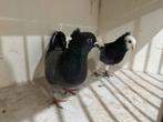 Super duiven hoogevliegers, Dieren en Toebehoren, Vogels | Duiven