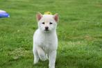 Shiba inu pups nieuw nestje, 15 weken tot 1 jaar, Buitenland, CDV (hondenziekte), Poolhond