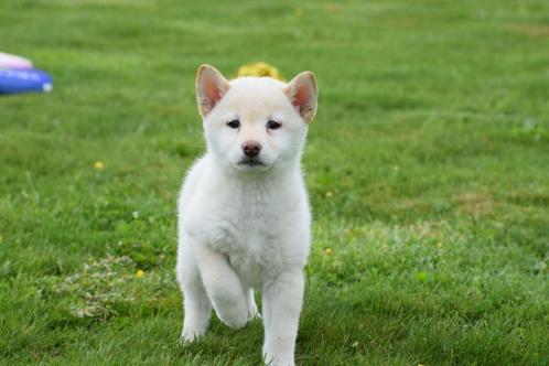 Shiba inu pups nieuw nestje, Dieren en Toebehoren, Honden | Poolhonden, Keeshonden en Oertypen, Meerdere dieren, Poolhond, Fokker | Professioneel