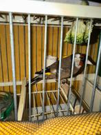 Chardonneret, Sexe inconnu