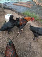 Koperhals maran haantjes, Dieren en Toebehoren, Pluimvee