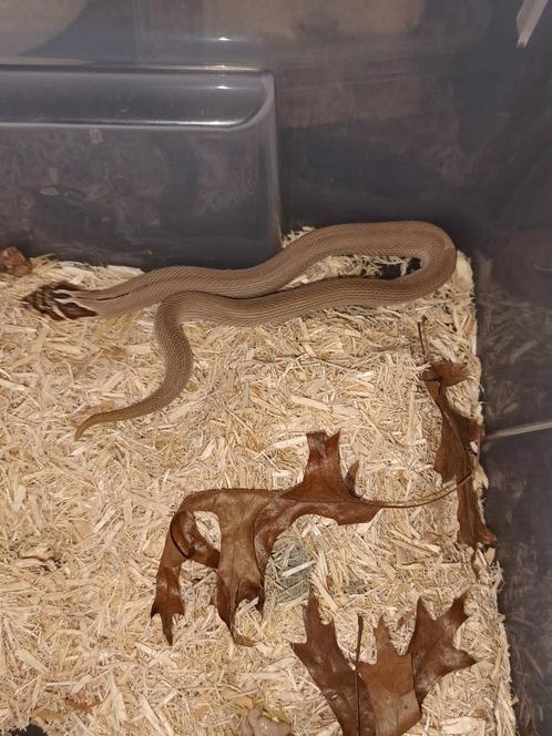 haakneus, Dieren en Toebehoren, Reptielen en Amfibieën, Slang, 0 tot 2 jaar