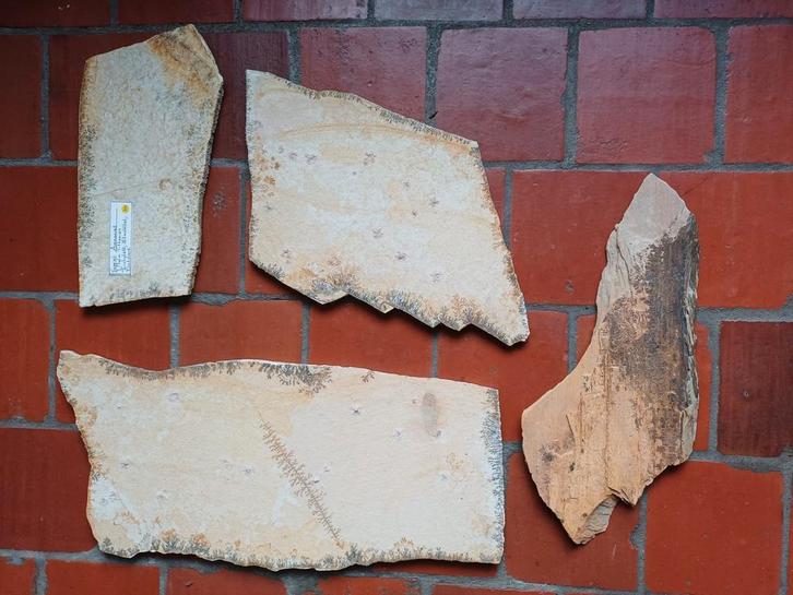 Opruiming: 4 schijven met dendrietkristallen, Verzamelen, Mineralen en Fossielen, Mineraal, Ophalen of Verzenden