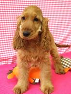 Super leuke Engelse Cocker pups !, 15 weken tot 1 jaar, Buitenland, CDV (hondenziekte), Meerdere