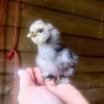 Zijdehoen kuikentjes, Dieren en Toebehoren