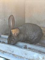 Vlamese Reus, Dieren en Toebehoren