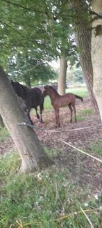 Fries merrie veulen., Dieren en Toebehoren, Paarden, Merrie