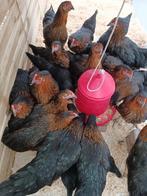 poulets Harco noirs 100% poules TOP LEGGERS, Animaux & Accessoires, Volatiles, Poule ou poulet, Femelle